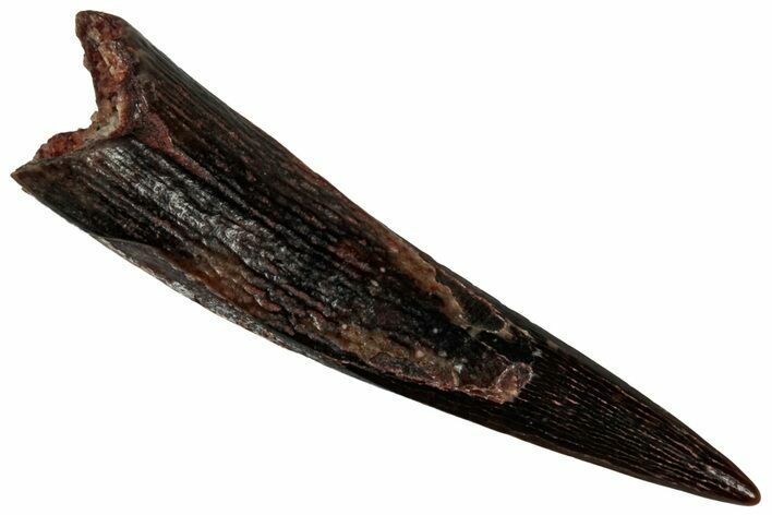 Fossil Pterosaur (Siroccopteryx) Tooth - Morocco #298743